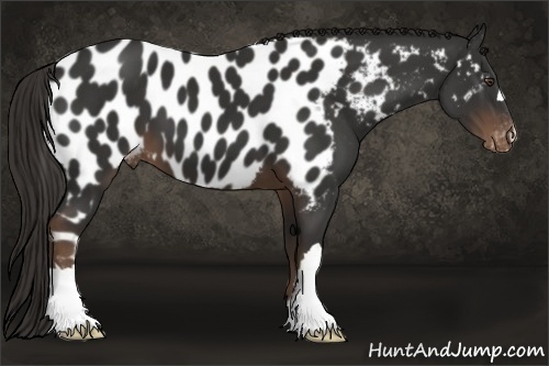 Horse Color:Liver Chestnut Near Leopard 