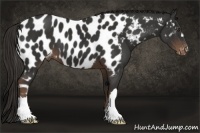 Horse Color:Liver Chestnut Appaloosa 