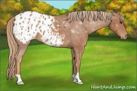 Horse Color:Chestnut Appaloosa
