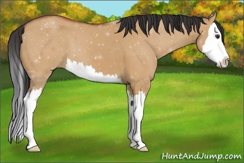 Horse Color:Bay Dun Sabino Splash 