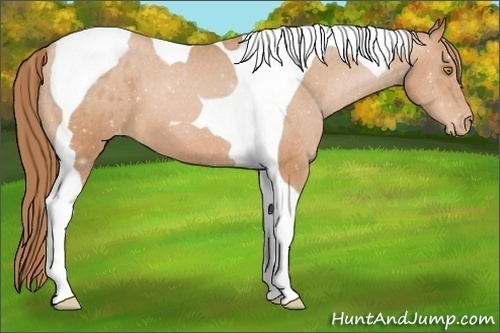 Horse Color:Bay Pearl Tobiano Appaloosa 