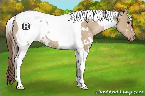 Horse Color:White Spotted Grullo Pearl Tobiano