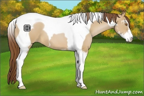 Horse Color:Brown Pearl Dun Sabino Tobiano