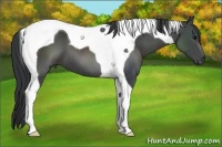 Horse Color:Black Tobiano 