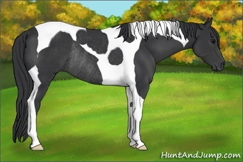Horse Color:Black Tobiano Rabicano 