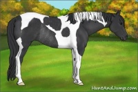 Horse Color:Black Tobiano Rabicano