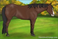 Horse Color:Bay Splash 