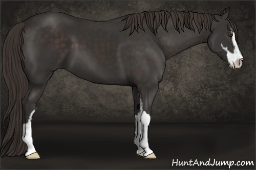 Horse Color:Liver Chestnut Sabino