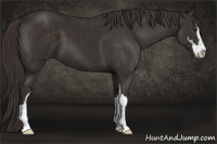 Horse Color:Liver Chestnut Sabino