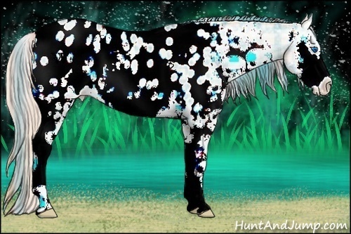Horse Color:Plaid  White Spotted Buckskin Ice Pearl Onyx Splash Appaloosa 