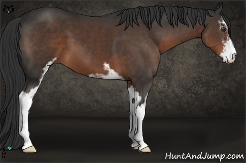 Horse Color:Liver Chestnut Sabino 