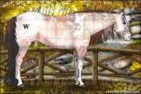 Horse Color:Plaid  White Spotted Bay Ice Onyx Snowcap 