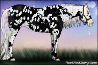 Horse Color:Nacre White Spotted Silver Sable Champagne Ice Dun Splash Near Leopard 