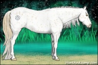 Horse Color:Palomino Appaloosa  and Buckskin Appaloosa 