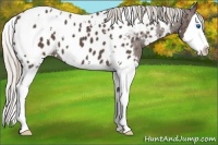 Horse Color:White Spotted Silver Black Splash Appaloosa
