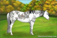 Horse Color:White Spotted Black Ice Sabino Splash 