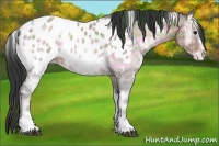 Horse Color:Plaid White Spotted Brown Ice Onyx Sabino Appaloosa