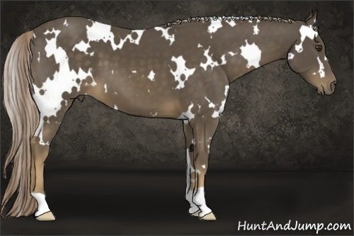 Horse Color:White Spotted Chocolate Palomino 