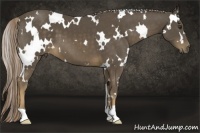 Horse Color:White Spotted Chocolate Palomino 