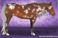 Horse Color:White Spotted Silver Brown