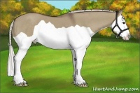 Horse Color:Silver Grullo Splash