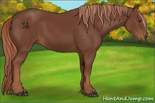 Horse Color:Chestnut 