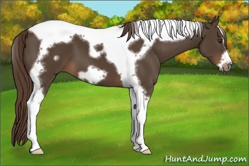 Horse Color:Liver Chestnut Tobiano Frame 
