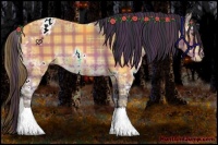 Horse Color:Plaid  White Spotted Bay Ice Appaloosa 