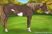 Horse Color:Liver Chestnut Frame 