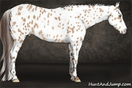 Horse Color:White Spotted Amber Champagne Appaloosa