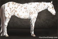 Horse Color:White Spotted Sable Champagne Leopard