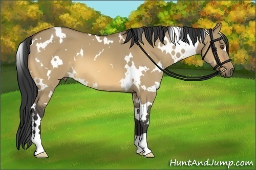 Horse Color:White Spotted Buckskin Dun 