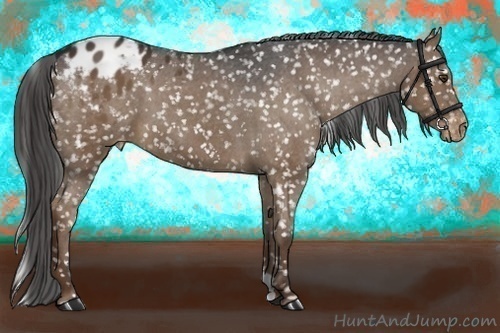 Horse Color:Liver Chestnut Appaloosa 