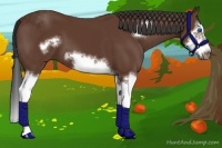 Horse Color:Bay Splash Frame 