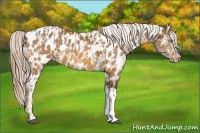Horse Color:Palomino Appaloosa  and Buckskin Appaloosa 