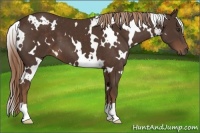 Horse Color:White Spotted Liver Chestnut