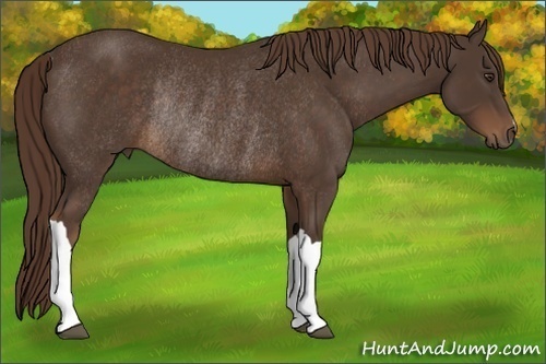 Horse Color:Liver Chestnut Rabicano 