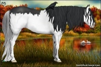 Horse Color:Black Sabino Splash
