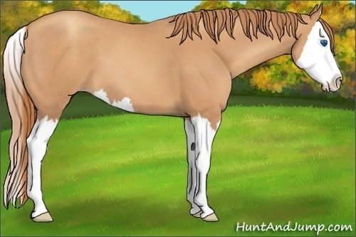 Horse Color:Gold Champagne Splash 