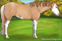 Horse Color:Gold Champagne Splash