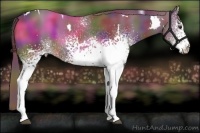 Horse Color:Nacre White Spotted Liver Chestnut 