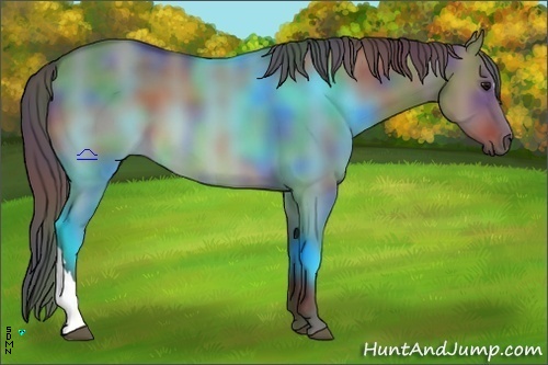 Horse Color:Nacre Brown Dun 