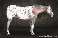 Horse Color:Liver Red Onyx Ice Appaloosa 