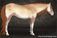 Horse Color:Gold Champagne Roan Onyx 