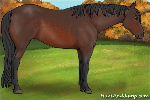 Horse Color:Brown 