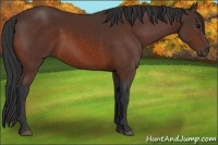 Horse Color:Brown 
