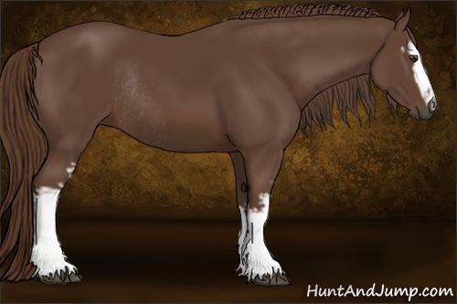 Horse Color:White Spotted Liver Chestnut Rabicano 