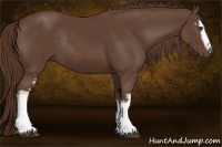 Horse Color:White Spotted Liver Chestnut Rabicano