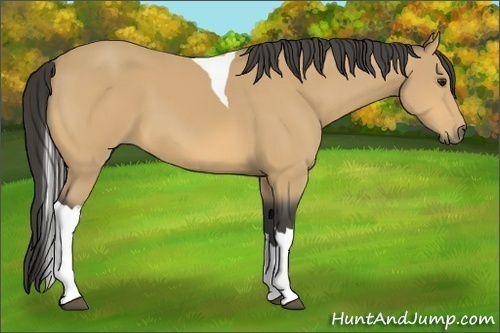Horse Color:Buckskin Tobiano