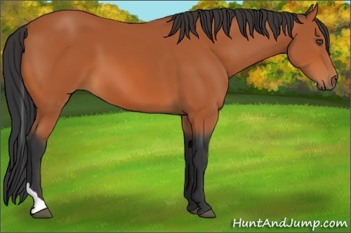 Horse Color:Bay Tobiano 